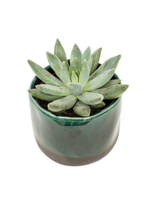 Succulent Plant Selection - Image 11