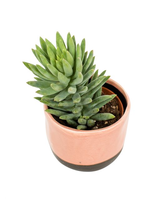 Succulent Plant Selection - Image 9