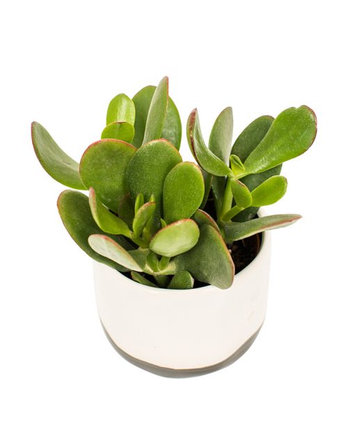 Succulent Plant Selection - Image 8