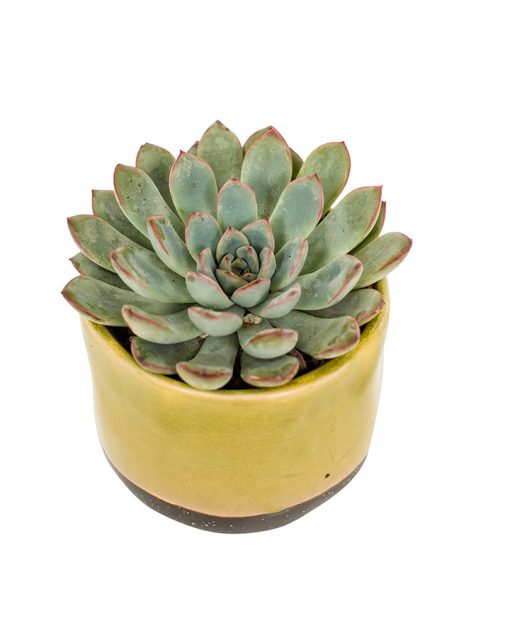 Succulent Plant Selection - Image 6