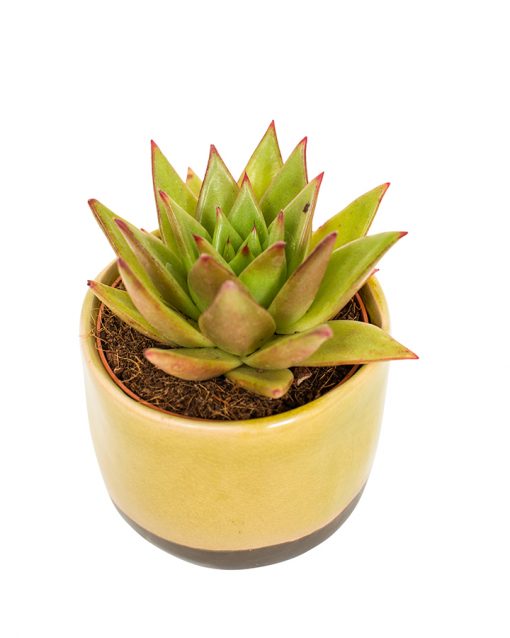 Succulent Plant Selection - Image 5