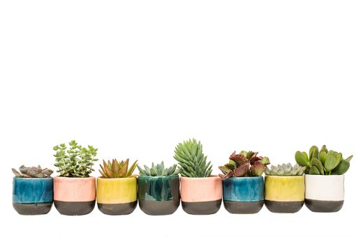 Succulent Plant Selection - Image 2