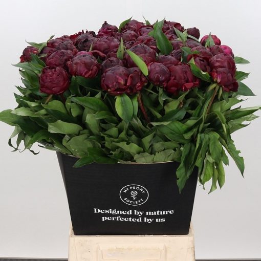 Pre Ordered Peonies - Burgundy - Peter Brand