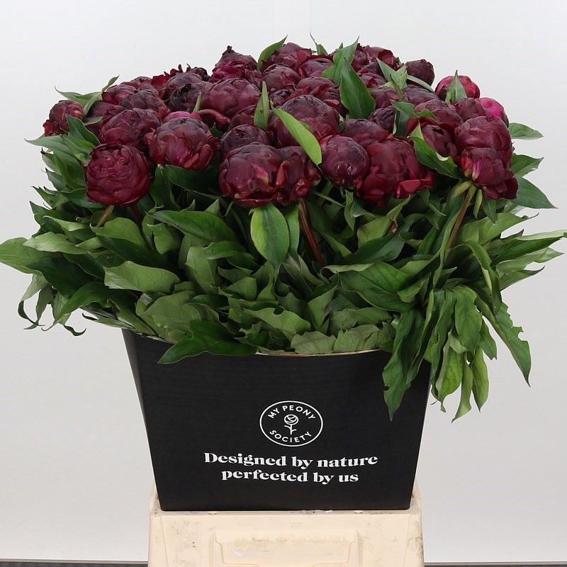 Burgundy - Paeo - Peter Brand 60cm - Square