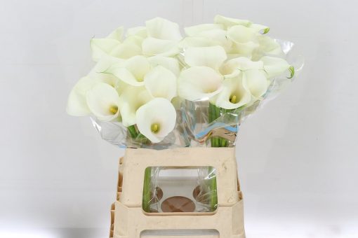 Calla Lilies - White