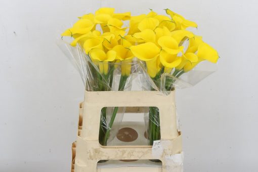 Calla Lilies - Yellow