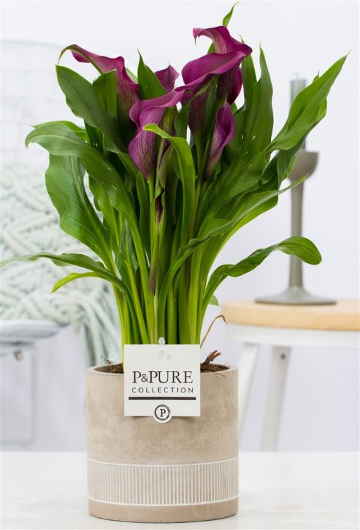 Burgundy Calla Lily Plant & Ceramic Pot