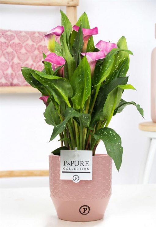 Pink Calla Lily Plant & Ceramic Pot