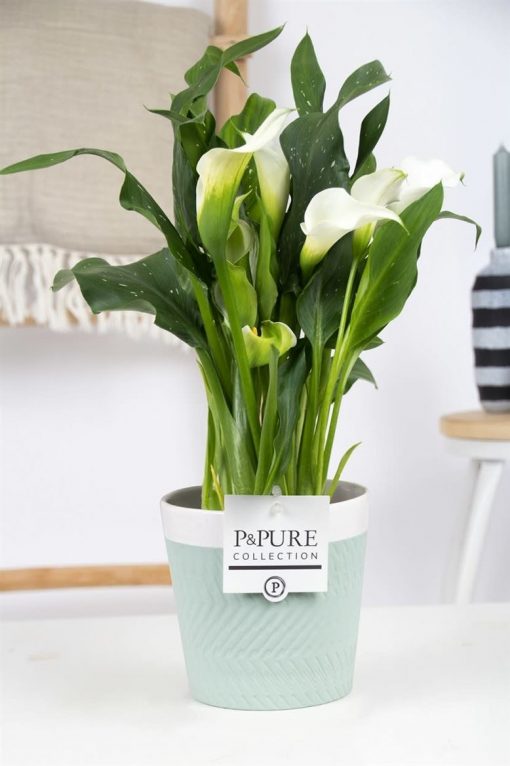 White Calla Lily Plant & Ceramic Pot