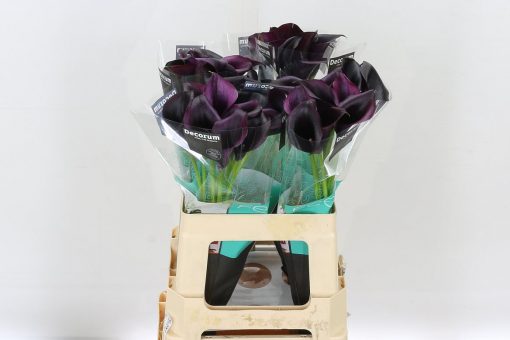 Calla Lilies - Dark Purple