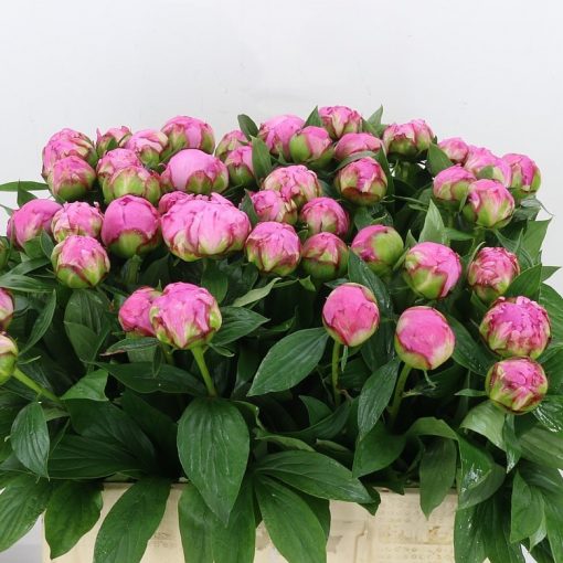 Pre Ordered Peonies - Bright Pink - Alexander Fleming