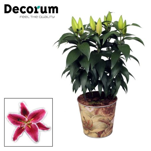 Dark Pink Oriental Lily Plant - Oriental Entertainer & Pot