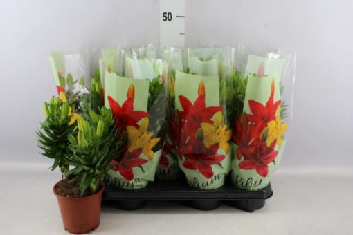 Mixed Asiatic Lily Plants in Red Yellow & Orange - Image 2