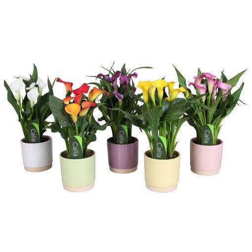 Mixed Calla Lily Plant & Ceramic Pot