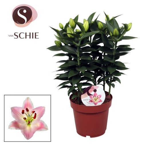 Soft Pink Oriental Lily Plant - Rascal Souvenir