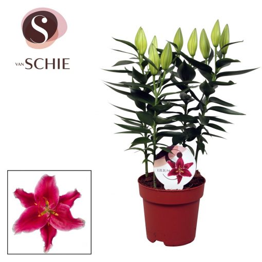 Dark Pink Oriental Lily Plant - Oriental Entertainer