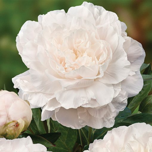 Peony Plants - Mothers Choice