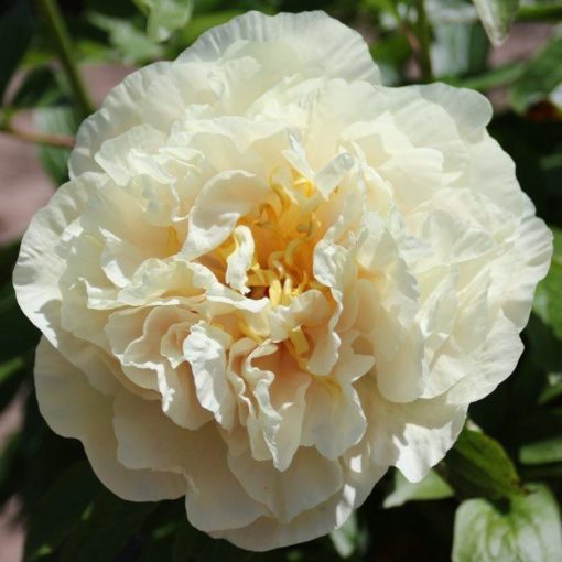 Peony Plants - Sunny Girl