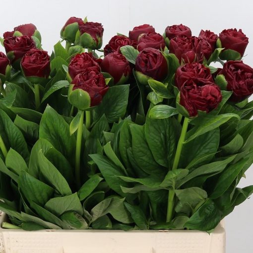 Pre Ordered Peonies - Burgundy - Henry Brockstoce - Image 2