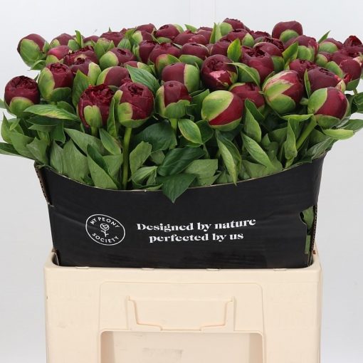 Pre Ordered Peonies - Burgundy - Henry Brockstoce