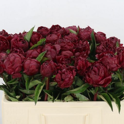 Pre Ordered Peonies - Burgundy - Peter Brand - Image 2