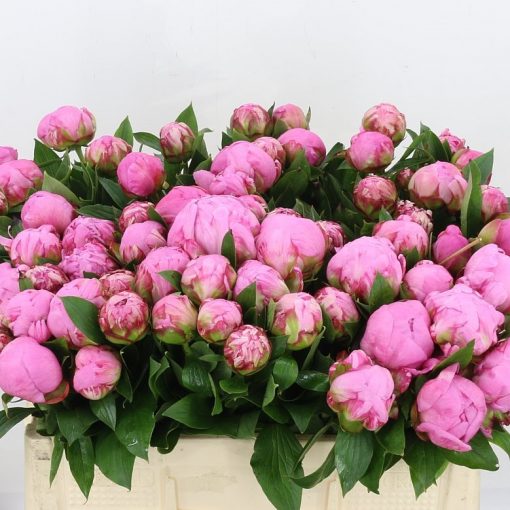 Pre Ordered Peonies - Bright Pink - Alexander Fleming - Image 2