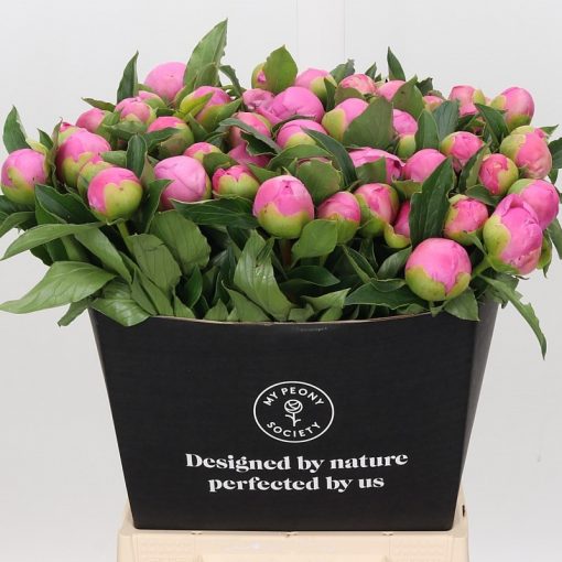 Pre Ordered Peonies - Bright Pink - Monsieur Jules Elie