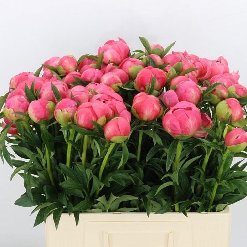 Pre Ordered Peonies - Coral - Charm