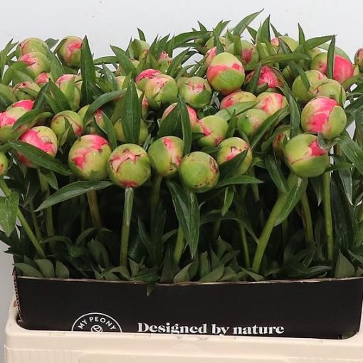 Pre Ordered Peonies - Coral - Charm - Image 2