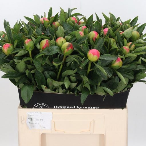 Pre Ordered Peonies - Coral - Pink Hawaiian - Image 2