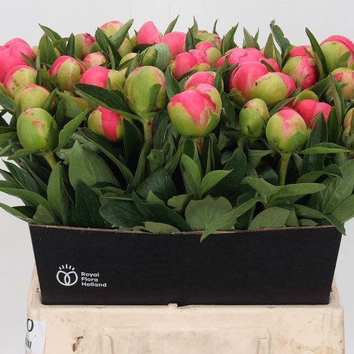 Pre Ordered Peonies - Coral - Pink Hawaiian