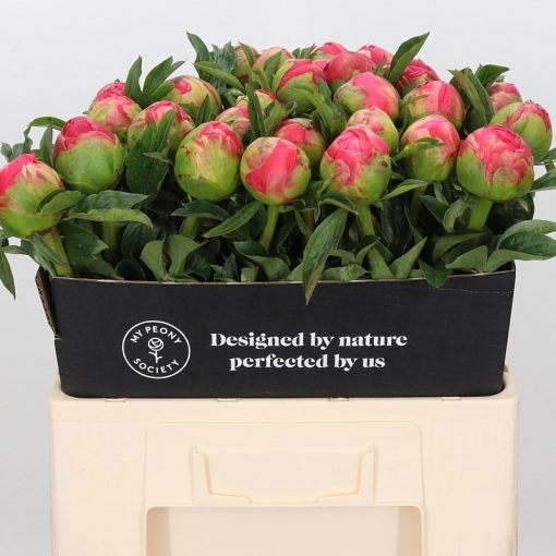 Pre Ordered Peonies - Coral - Sunset