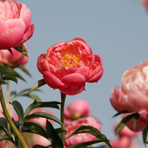 Peony Plants - Coral Charm