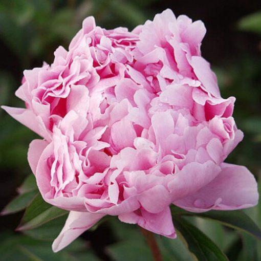 Peony Plants - Sarah Bernhardt