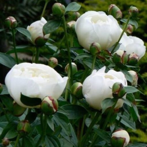 Peony Plants - Duchess de Nemo