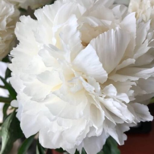 Peony Plants - Bowl of Cream