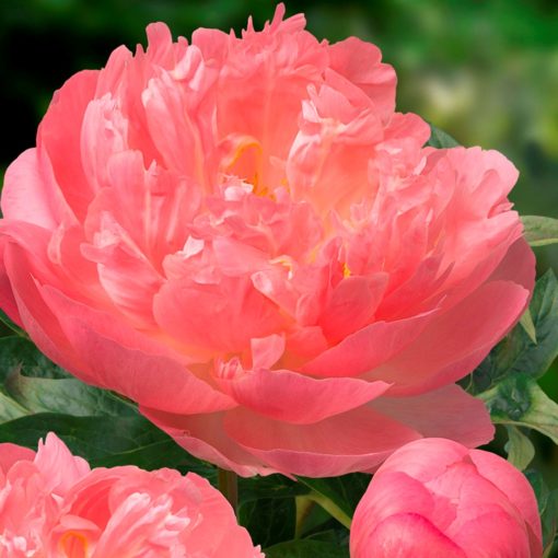 Peony Plants - Pink Hawaiian