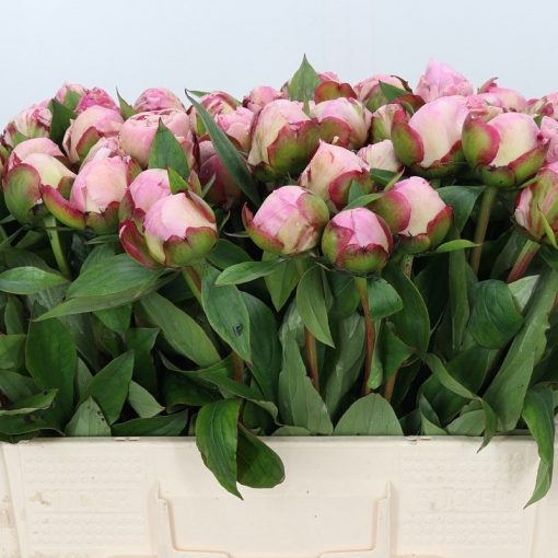 Pre Ordered Peonies - Pink - Gardenia - Image 2