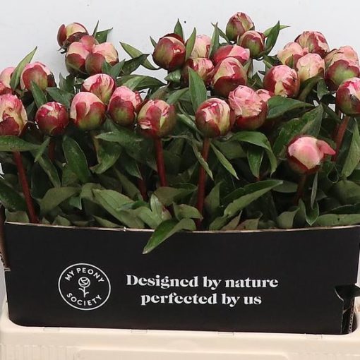 Pre Ordered Peonies - Pink - Gardenia