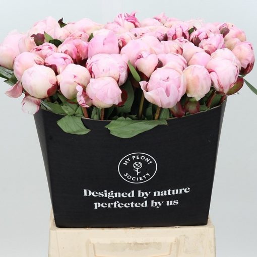 Pre Ordered Peonies - Pink - Reine Hortense