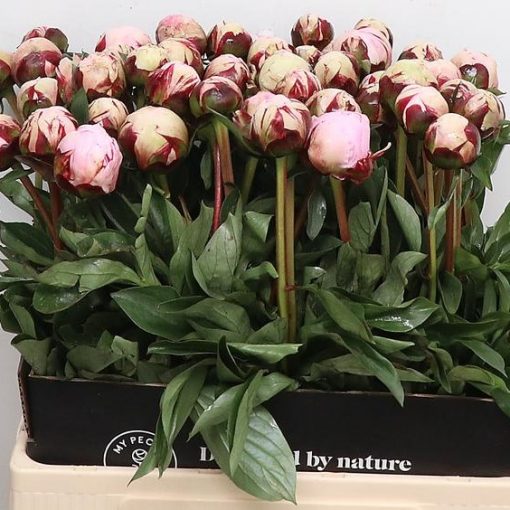 Pre Ordered Peonies - Pink - Reine Hortense - Image 2