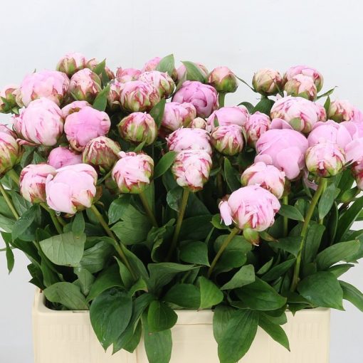 Pre Ordered Peonies - Pink - Sarah Bernhard - Image 3