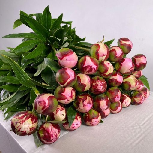 Pre Ordered Peonies