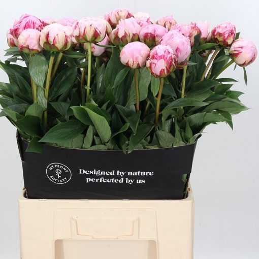 Pre Ordered Peonies - Pink - Sarah Bernhard - Image 4