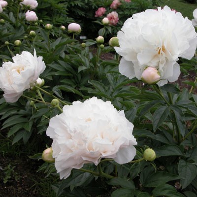 Square - Plants - peonies - missamerica