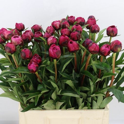 Pre Ordered Peonies - Fuchsia - Kansas