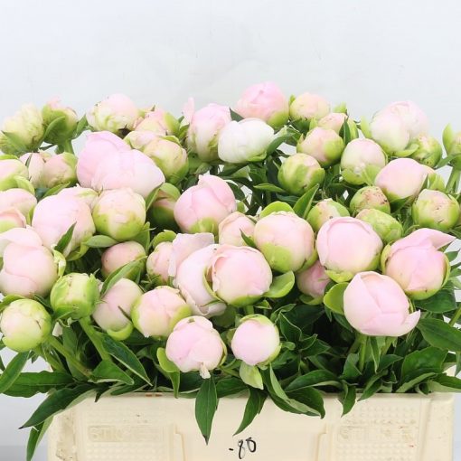 Pre Ordered Peonies - Soft Pink - Miss America