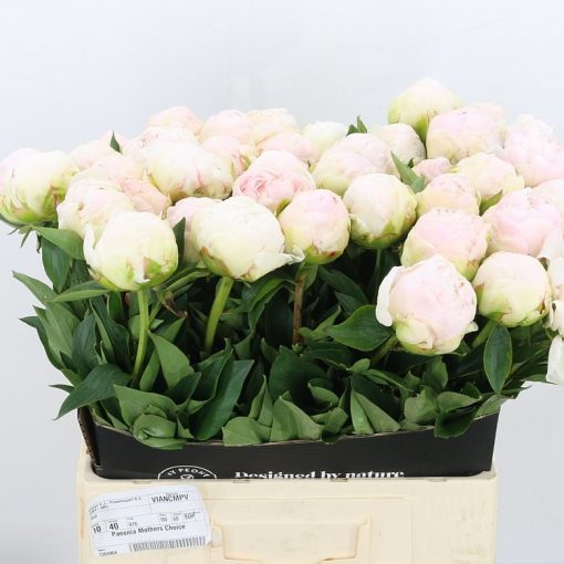 Pre Ordered Peonies - Soft Pink - Mothers Choice