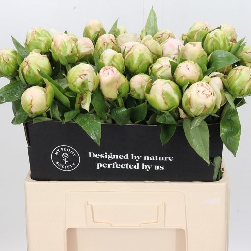 Pre Ordered Peonies - Soft Pink - Mothers Choice - Image 2