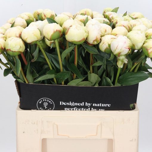 Pre Ordered Peonies - Cream - Bowl of Cream